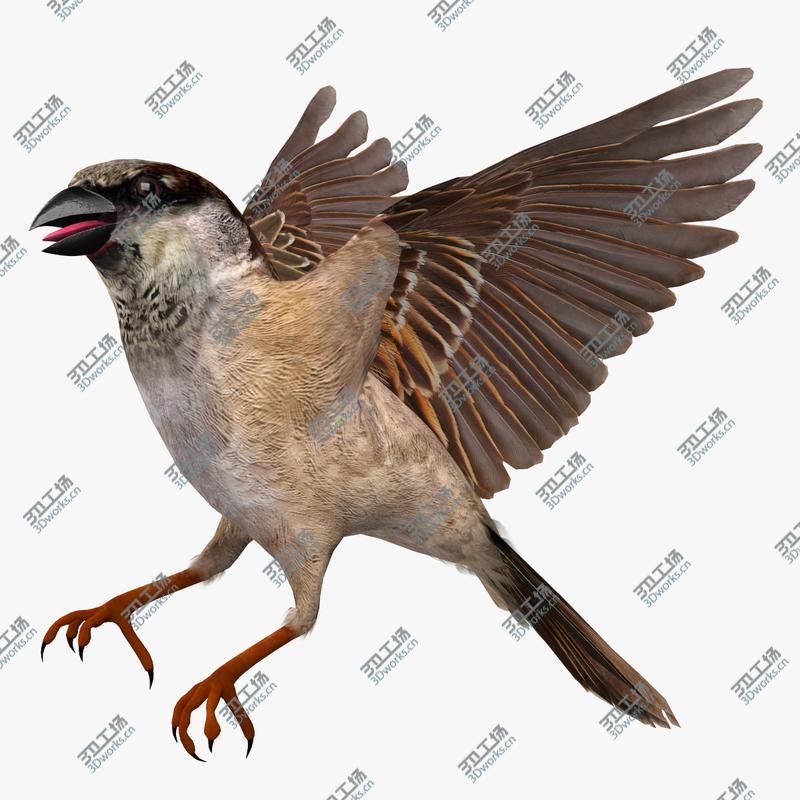 images/goods_img/2021040234/Passer Domesticus 'House Sparrow'/1.jpg